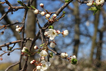 White flowers bloom on the branches of the cherry tree in early spring on a sunny day against a blue sky