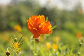 red poppy flower