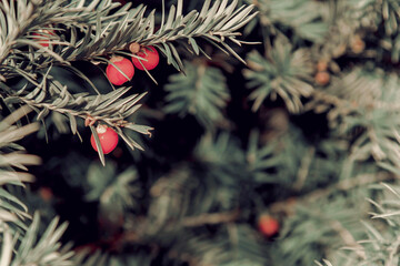 Blue green prickly branches of a fur-tree or pine with red berries - 398452662