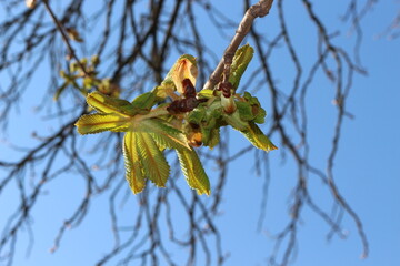 Young first leaves emerged from open buds on a chestnut tree in a spring park