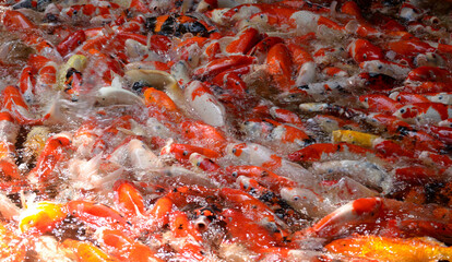 Obraz na płótnie Canvas Large carp pond Crowded with lots of fish