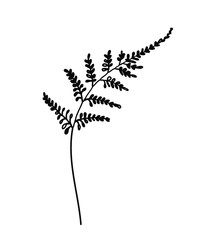 Hand drawn illustration botanical 2