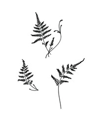 Hand drawn illustration botanical serie