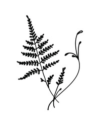 Hand drawn illustration botanical