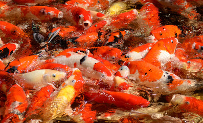 Fototapeta na wymiar Large carp pond Crowded with lots of fish