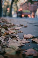 autumn leaves on the road in the city
