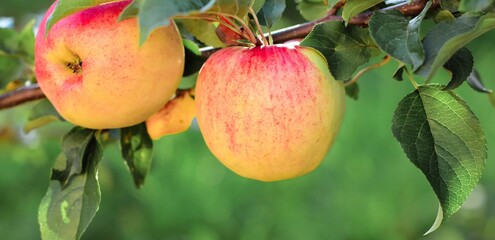 Apples on apple tree branch in fruit garden.Selective focus. Summer, autumn, harvest banner.	