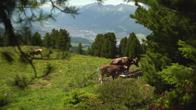 Kuh berg ausblick