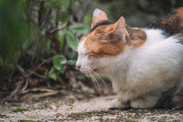 When I went to the temple, there was a friendly cat there.

