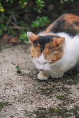 When I went to the temple, there was a friendly cat there.
