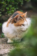 When I went to the temple, there was a friendly cat there.
