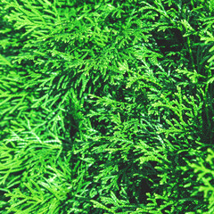Beautiful evergreen thuja branches close up as a christmas background with a shallow focus.