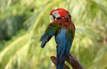 Blue and yellow macaw Perched on a branch in the forest Take pictures that are naturally beautiful.