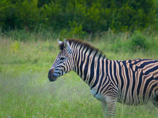 Fototapeta na wymiar Side view of a Burchell's zebra in the African savanna. Seen at a game drive in National Park South Africa.