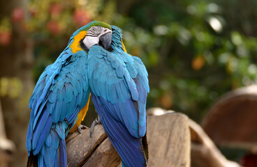 Blue and yellow macaw Perched on a branch in the forest Take pictures that are naturally beautiful.