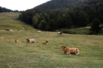 Vacas blancas y marrones tumbadas en el pasto en la montaña