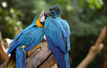 Blue and yellow macaw Perched on a branch in the forest Take pictures that are naturally beautiful.
