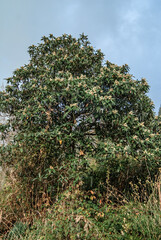 Fototapeta na wymiar Japanese Medlar (Eriobotrya japonica) in orchard