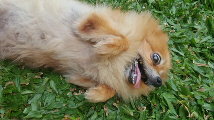 puppy on grass