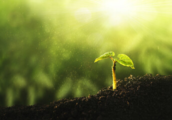 Young plant growing at sunlight. Saving environment, save clean planet, ecology concept.World Earth...