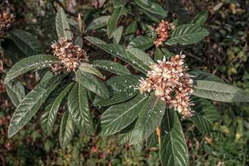 Japanese Medlar (Eriobotrya japonica) in orchard