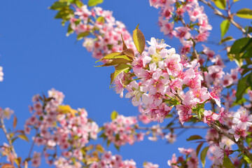 青空と冬に咲く桜 08