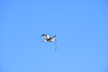 Fliegender Storch mit Mistmaterial im Schnabel