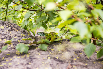 Green and blue big lizard