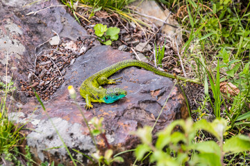 Green and blue big lizard