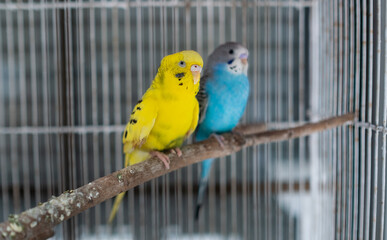 two budgie with blur background
