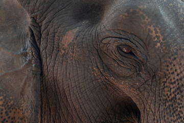 Fototapeta premium elephant, animal of thailand, big animal, Ayutthaya Elephant 