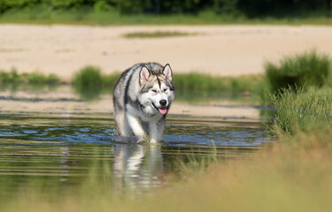 dog in the river alaskan malamute