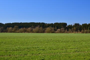 Eine Weide mit Wald im Hintergrund im Frühling