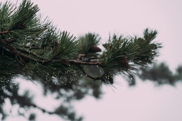 Obraz premium A branch of green spruce with cones and glistening dew drops against the fog. Morning in the mountains. Autumn