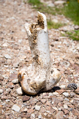 Big animal bone in the mountains