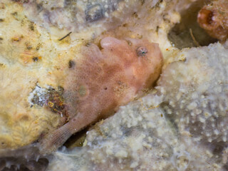 Juvenile spotfin frogfish on a sea sponge (Mergui archipelago, Myanmar)