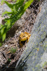 Yellow toad on a rock