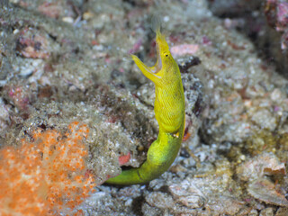 Yellow Ribbon eel leaning out of its burrow (Mergui Archipelago, Myanmar)