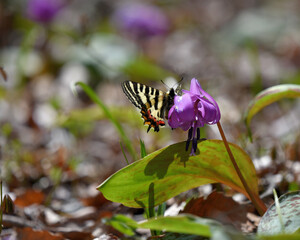 カタクリの花の蜜を吸うギフチョウ