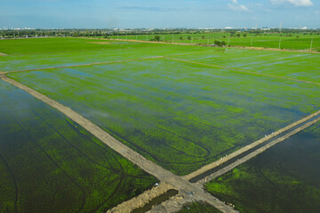aerial view from flying drone of Field rice with landscape green pattern nature background, top view field rice
