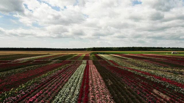 Flying over roses on a field of different colors