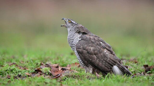 Northern goshawk ( Accipiter gentilis )	