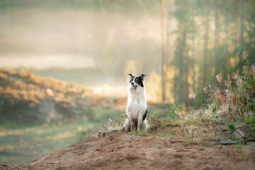 dog in the fog. Pet on a walk in nature. Border Collie in a field, Hill