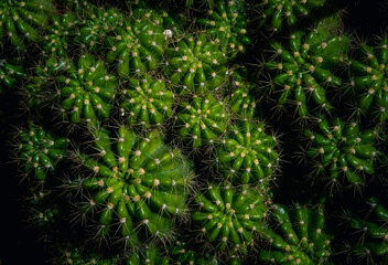 cactus or cacti top view in the scene of the dark green background