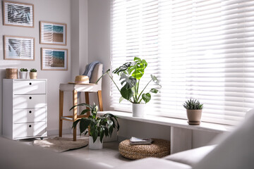 Beautiful potted plants on window sill at home