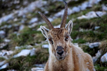 Bouquetin du Vercors