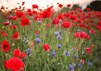 Wonderful poppy field in spring