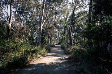 Obraz premium path in the forest