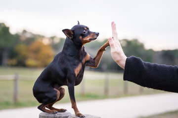 Little small pinscher female
