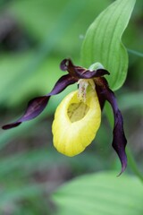 Sabot de Vénus